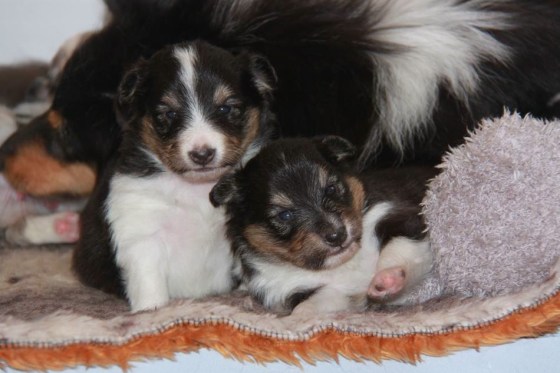 1656002_10151969860397205_634431398_n