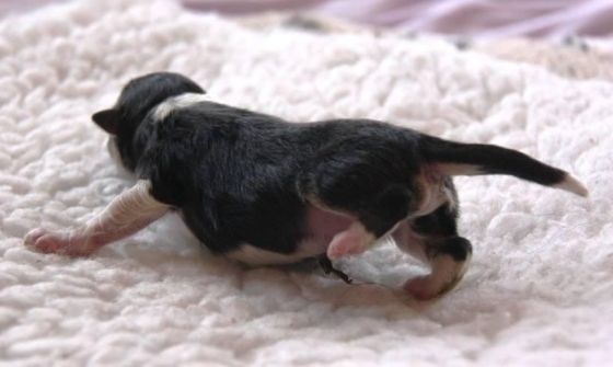 Squeaky, a tri-coloured boy with a 3/4 white collar