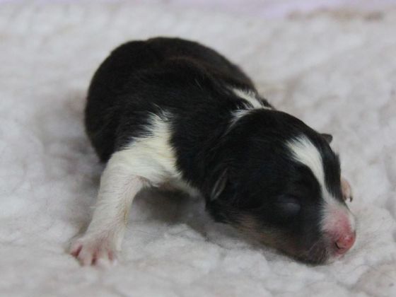 Screamer, a tri-coloured girl who loves to squeal while suckling =)