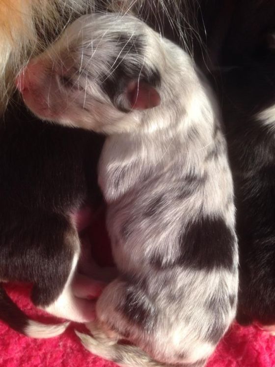 Splash / Mr Blue, a blue merle boy