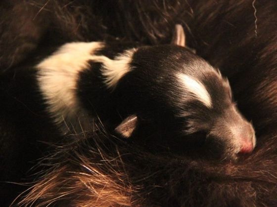 Star, a tri-coloured boy with a full white collar
