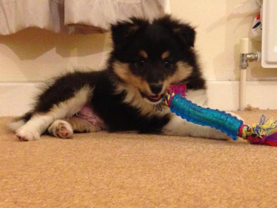 Those teeth need exercise to stay strong!