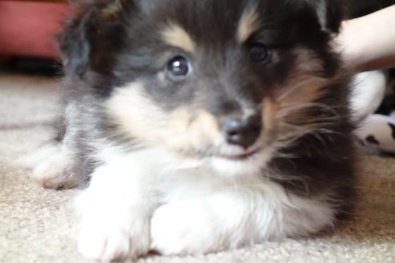 Roy discovered a natural talent for modelling