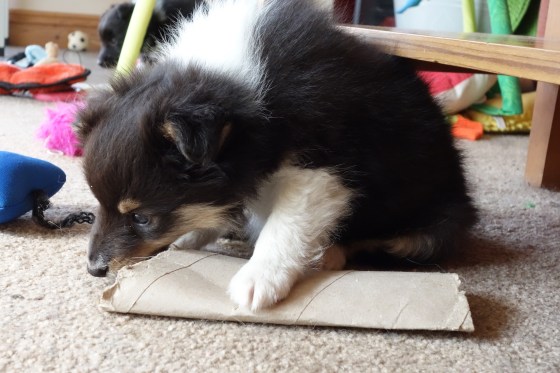 Roy Sheltie puppy kitchen roll DSC00616
