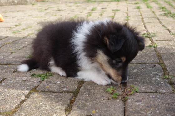 Despite there being lots of grass around him, Roy decided that getting at the tiny grass in the cracks was the mark of a true explorer.