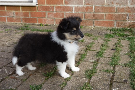 And there he is: the most beautiful dog in the world.