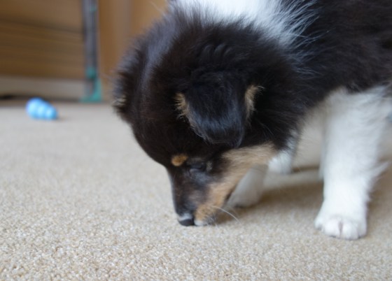 Roy greatly admires the workmanship of this carpet.