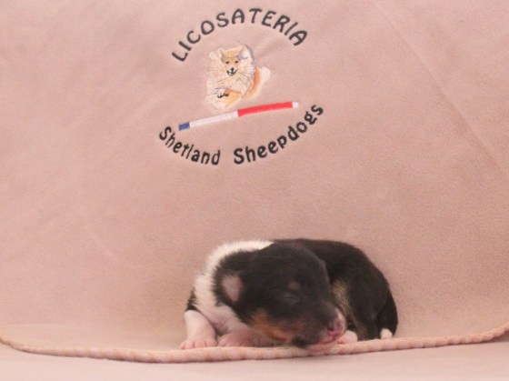 Roy, just a week old