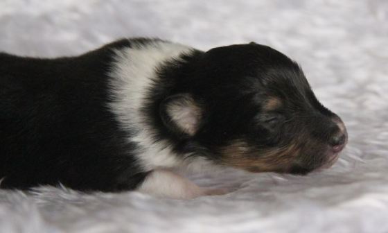 Roy at about 2 weeks