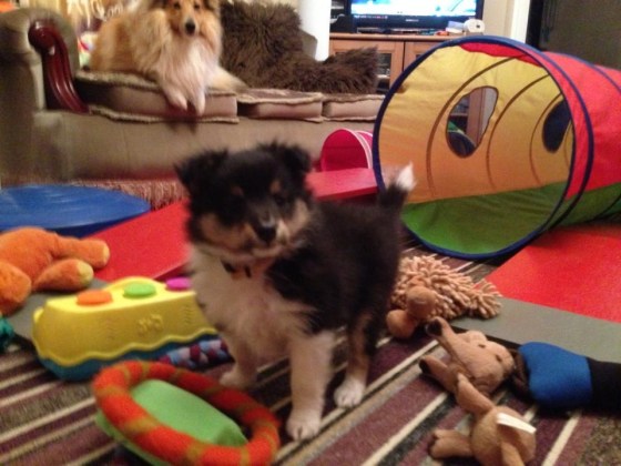 6.5 weeks, and Roy is eager for new adventures!