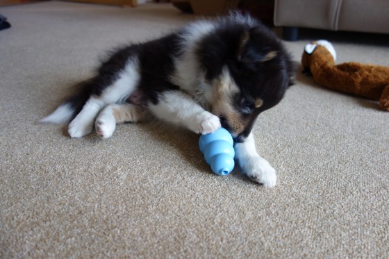 Roy really loves his kong, he'll play and chew on it even when there's nothing in it.