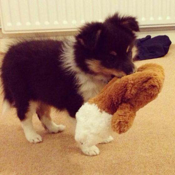 Roy with Foxy, one of his favourite tuggy toys. Don't let his tiny size and cute appearance fool you -- this puppy is strong!