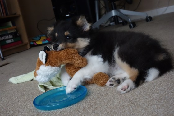 If Roy had his way, that fox would never leave his mouth