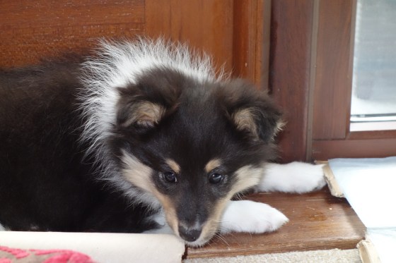 Sheltie Roy DSC00800