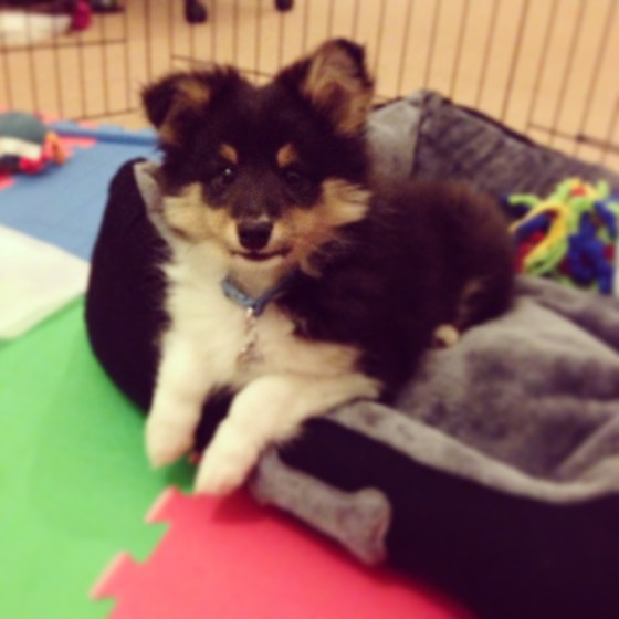 A comfy bed is the best place to be!