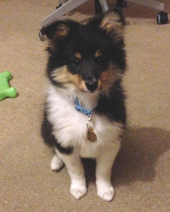 Roy being a very good boy