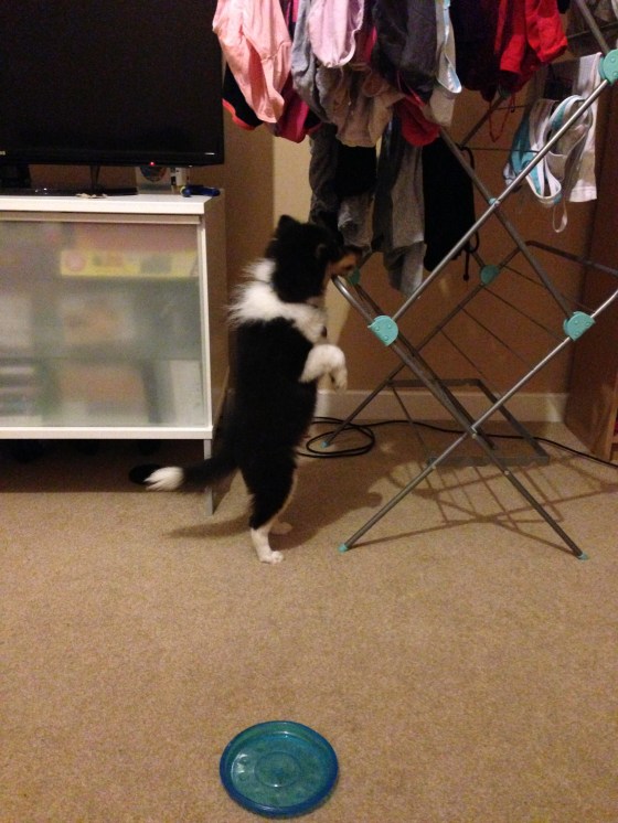 Roy being a very naughty boy