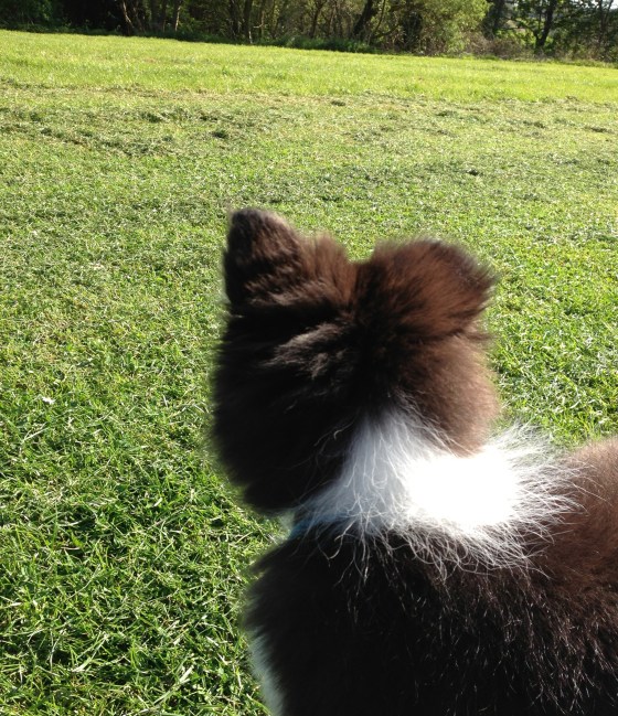 Out on the wiley, windy moors... we'd roll and fall in green...