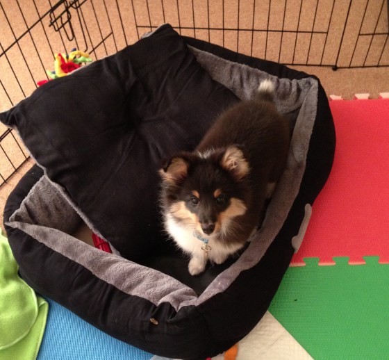 "Can you fix my bed please? Someone ruined it...I don't know who."