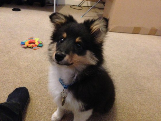 Roy is ever hopeful for some food