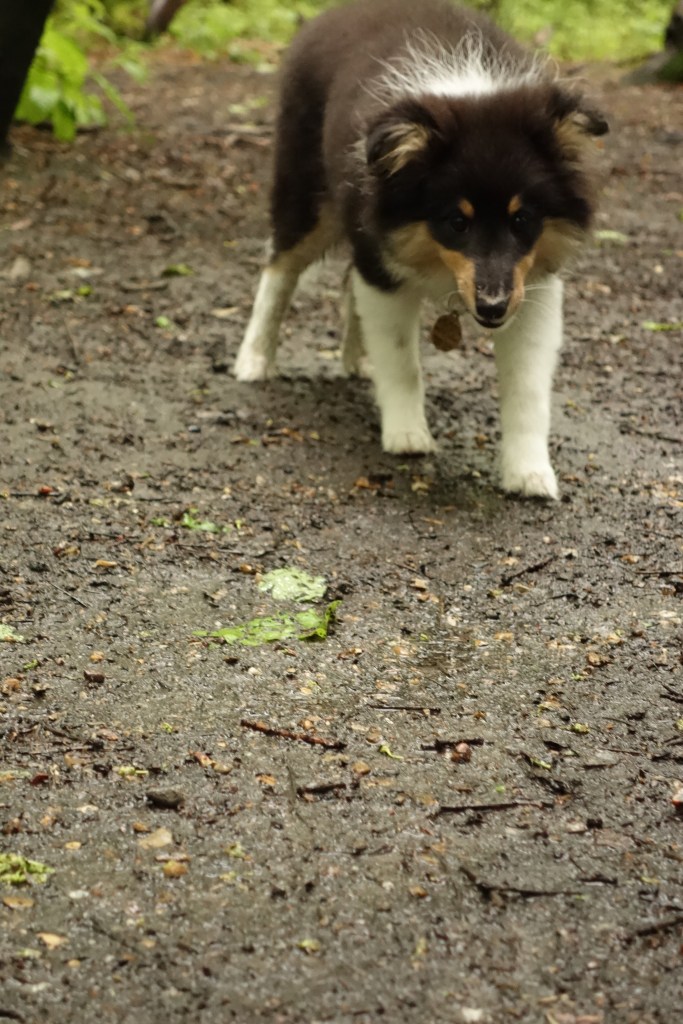 Sheltie puppy walking woods