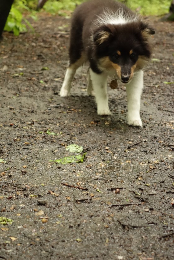Sheltie puppy walking woods