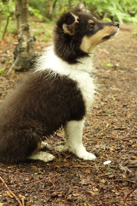 Sheltie puppy Roy