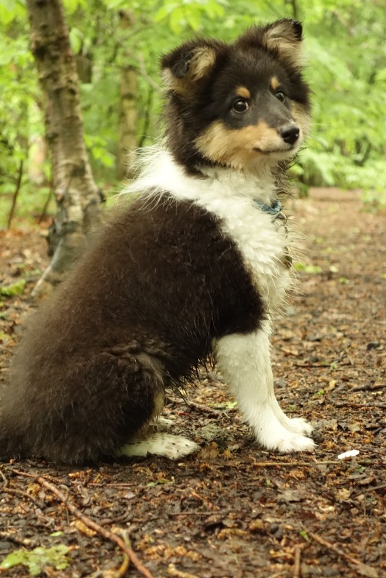 Roy Sheltie Puppy
