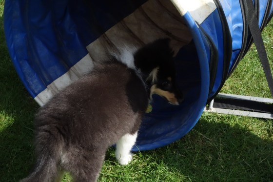 This picture doesn't do justice to Roy's love of the tunnel; he was excellent at it, went racing through every time!