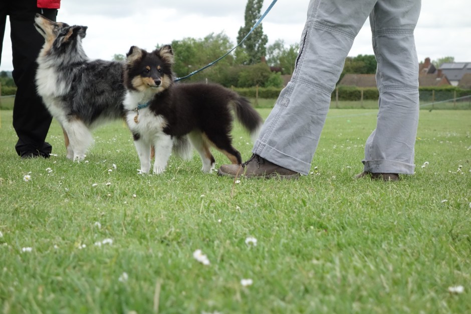 Sometimes, Roy pauses in his training to ruminate on his good looks.