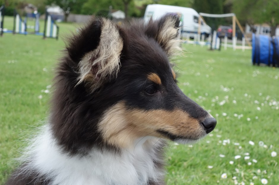 "I'm Roy the Sheltie, Mighty Pirate!"