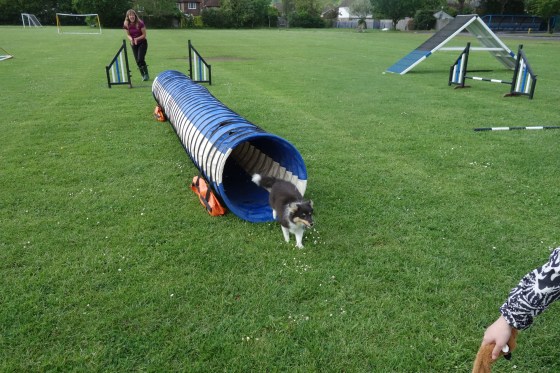 Roy emerging triumphant from the tunnel to grab his Foxy toy!
