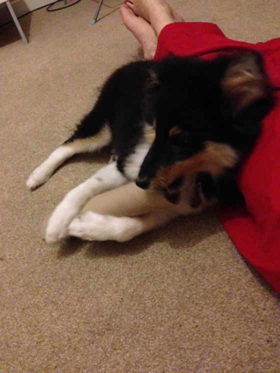 Someone really likes his cardboard tubes.