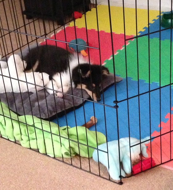 "Changed my mind, it's time for a nap. Goodnight everyone!"