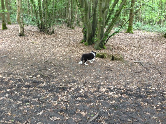 Sheltie Roy in the Woods 1