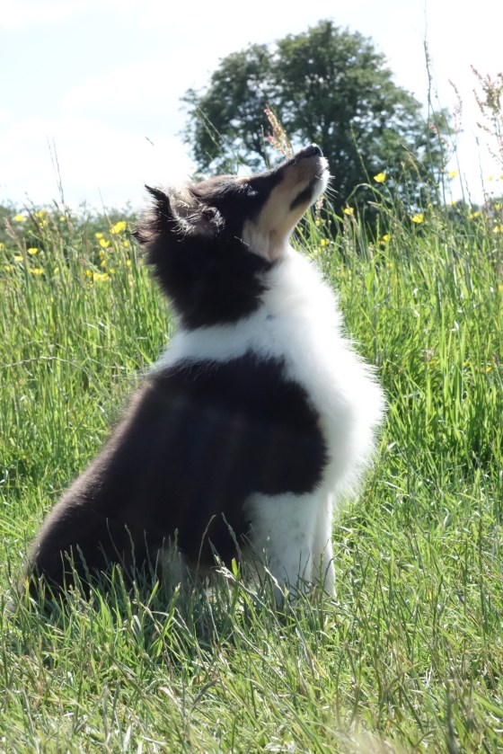 Roy sheltie summer breeze