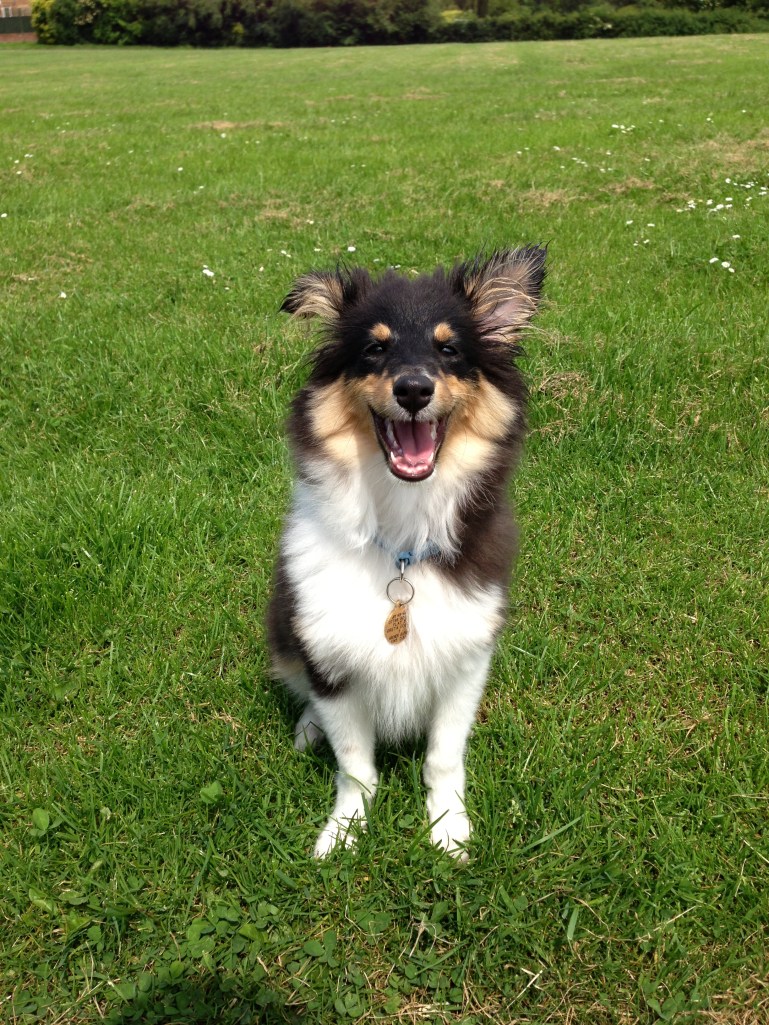 Laughing Roy the sheltie