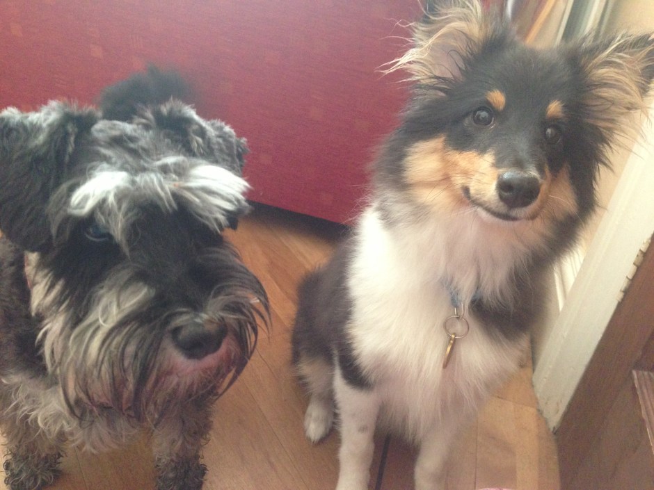 Here is Roy with Dora, a Miniature Schnauzer who has stolen Roy's heart