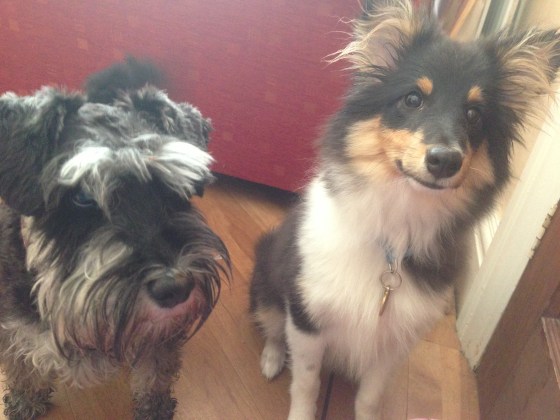 Here is Roy with Dora, a Miniature Schnauzer who has stolen Roy's heart