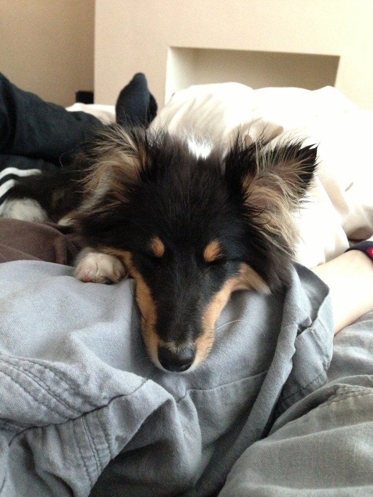 Roy sheltie sleep