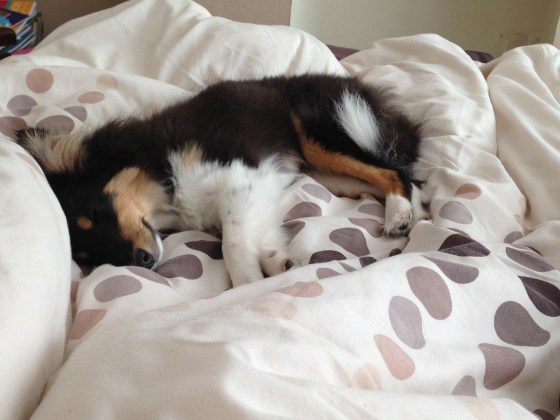 Roy sheltie sleep
