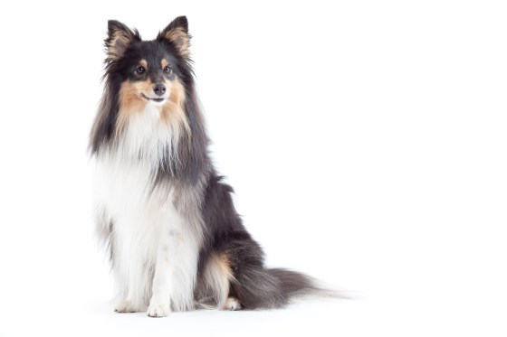 Roy sheltie photoshoot