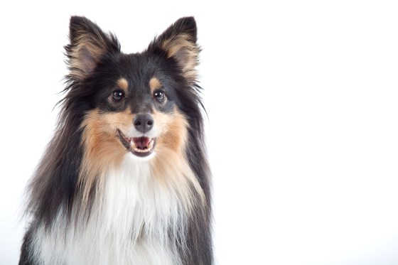 Roy sheltie photoshoot 2