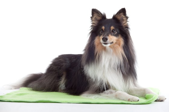 Roy sheltie photoshoot 3