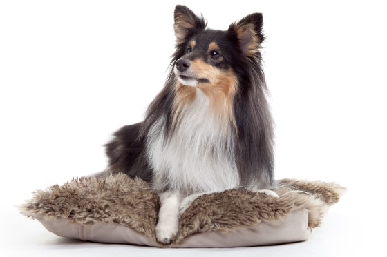 Roy sheltie photoshoot 4