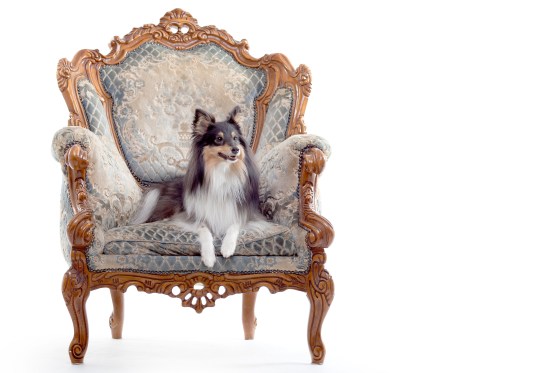 Roy sheltie photoshoot 5