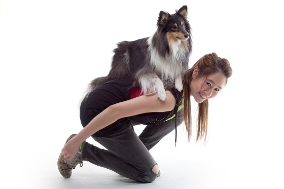 Roy sheltie photoshoot 6