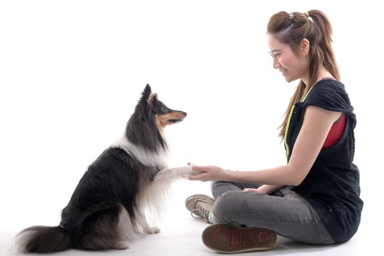Roy sheltie photoshoot 7 shake paw