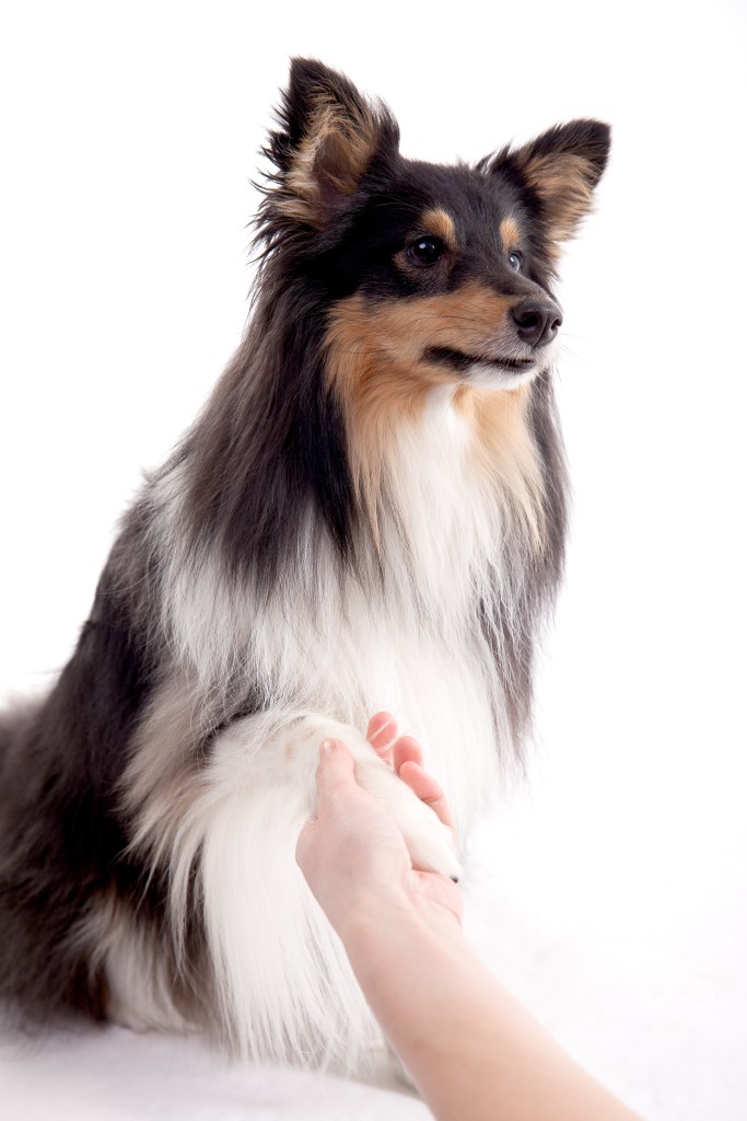 Roy sheltie photoshoot 8 shake paw