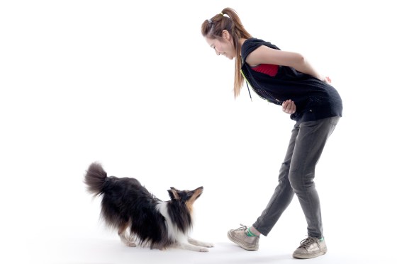 Roy sheltie photoshoot 9 bow